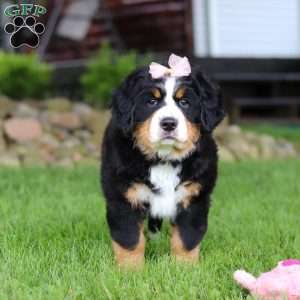 Sadie, Bernese Mountain Dog Puppy